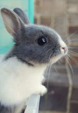  wook at de cute widdle wabbit :)