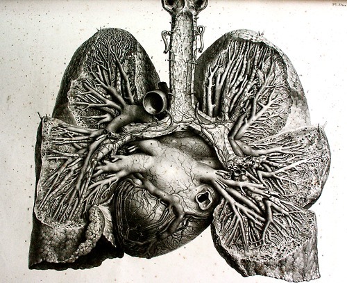 abigailmarguerite:  life: an anatomical drawing. 