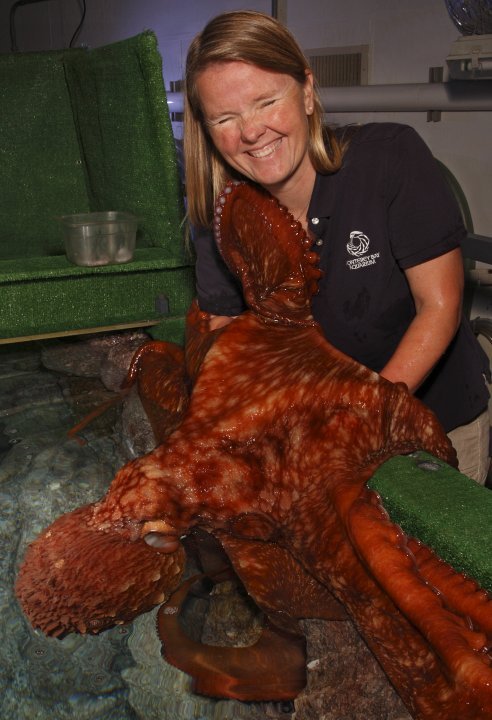 Why We’re So “Attached” to the Giant Pacific Octopus
When we posted the photo you see here to our Facebook page, it received almost 3,000 responses—the most we’ve ever had! So we wondered: what’s the real story behind the image? For that, we asked...