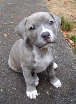adopt-a-bull:  someone bring me her! 