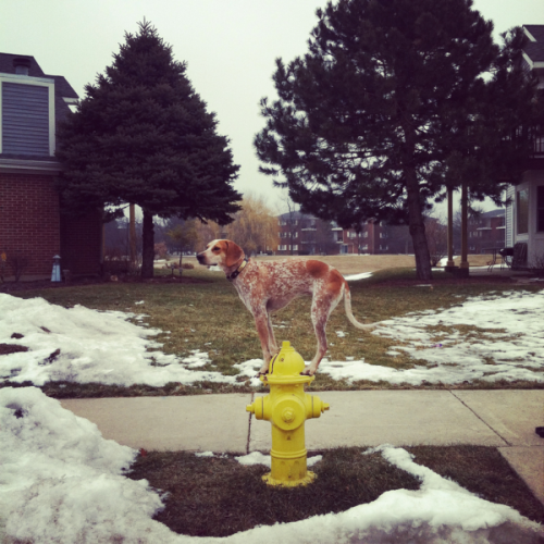 kari-shma: Maddie On Things: A Project About Dogs &amp; Physics