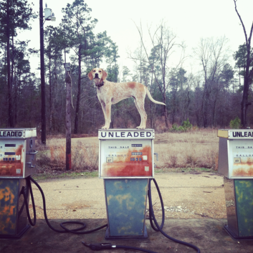 kari-shma: Maddie On Things: A Project About Dogs &amp; Physics