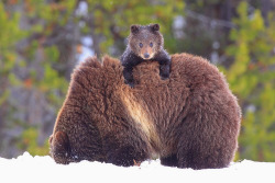 magicalnaturetour:   “Peekaboo Cub” by