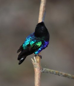 fairy-wren:  velvet-purple coronet (photo