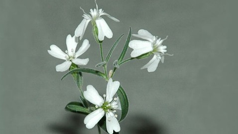 ceruleancrescent:8bitfuture:30,000 year old flower revived.Scientists have resurrected a flower from