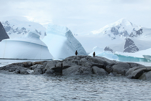 neanderthals: Gentoo Penguins in Pléneau Bay, Antarctica (by Liam Q)