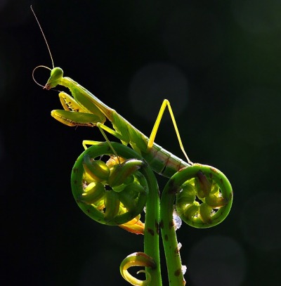 archiemcphee:
“ Mantis-cycle!
Nordin Seruyan photographed this awesome praying mantis cycling on a plant in the Seruyan Regency of Indonesia.
[via TYWKIWDBI]
”