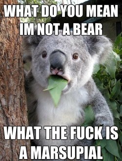 hufftony:  What do you mean I’m not a bear? (#koalabear #koala #marsupial) 