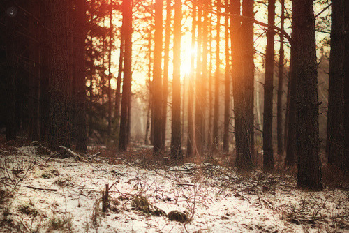 Sweet Escape