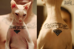 beccy-aquilina:  This is so fucked. The poor kitty looks so sad. If you want to practice your shitty tattoos on something do it on a willing human not an innocent animal. This makes me so angry. 