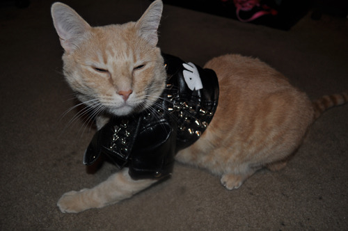 nightofbrokenglass:I upgraded Peaches’ leather jacket with a custom studding and painting!! So punk 