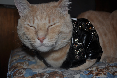 nightofbrokenglass:I upgraded Peaches’ leather jacket with a custom studding and painting!! So punk 