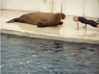 the-absolute-best-posts:  rachelzaney: I WOULD WORK OUT EVERY DAY IF MY WORK OUT PARTNER WAS A WALRUS Omfg that walrus is doing sittups. Omfg Why can he do every exercise better than I can though that’s the real question