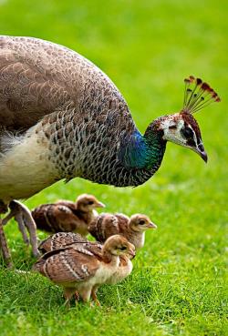 magicalnaturetour:  Peahen and chicks by