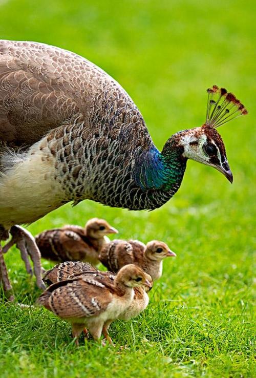 XXX magicalnaturetour:  Peahen and chicks by photo
