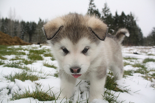 Dream.