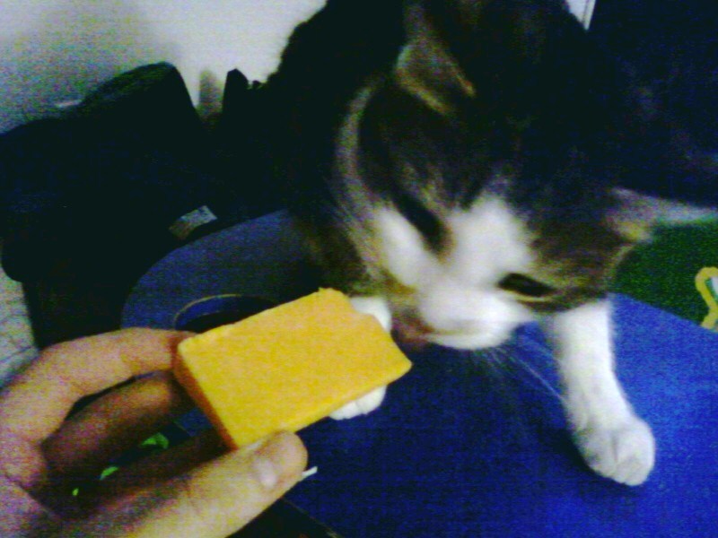 My cat only likes cheddar cheese.   your cat has fine tastes! :D 