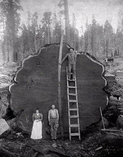 1892 Sequoia National Park