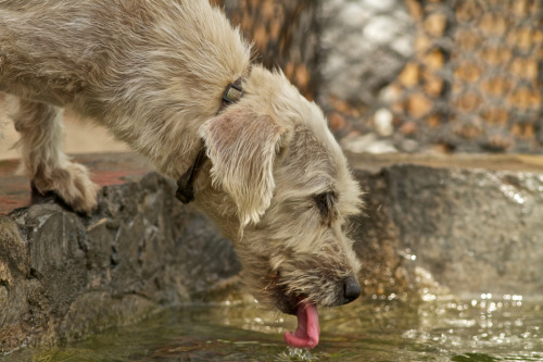 Stole my heart. Stray in Panama City…I looked for him everyday.