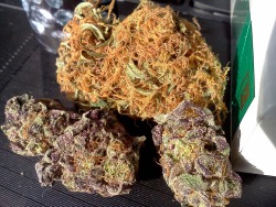 cloudylungs:  that purp looks like some weed