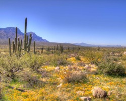 billgphotos: Wildflowers are blooming in Southern Arizona. 