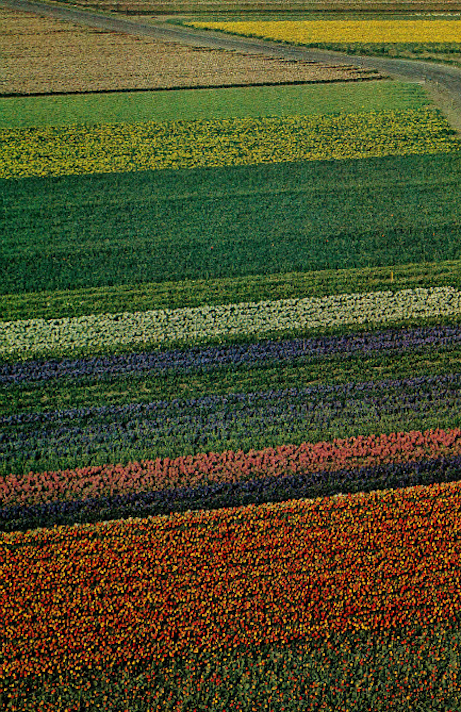 cratered:Bright ribbons of tulips, along with swaths of hyacinths and daffodils, decorate the fields