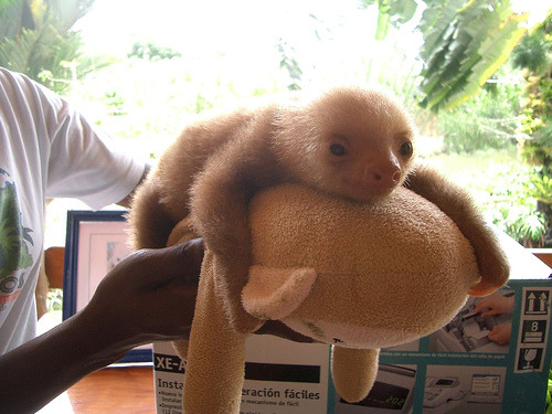 Porn Awww… theanimalblog:  Baby Sloth (by photos