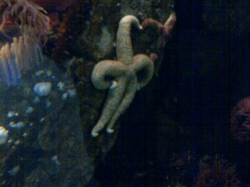 thedailywhat:Disapproving Starfish is tired of your sh*t.