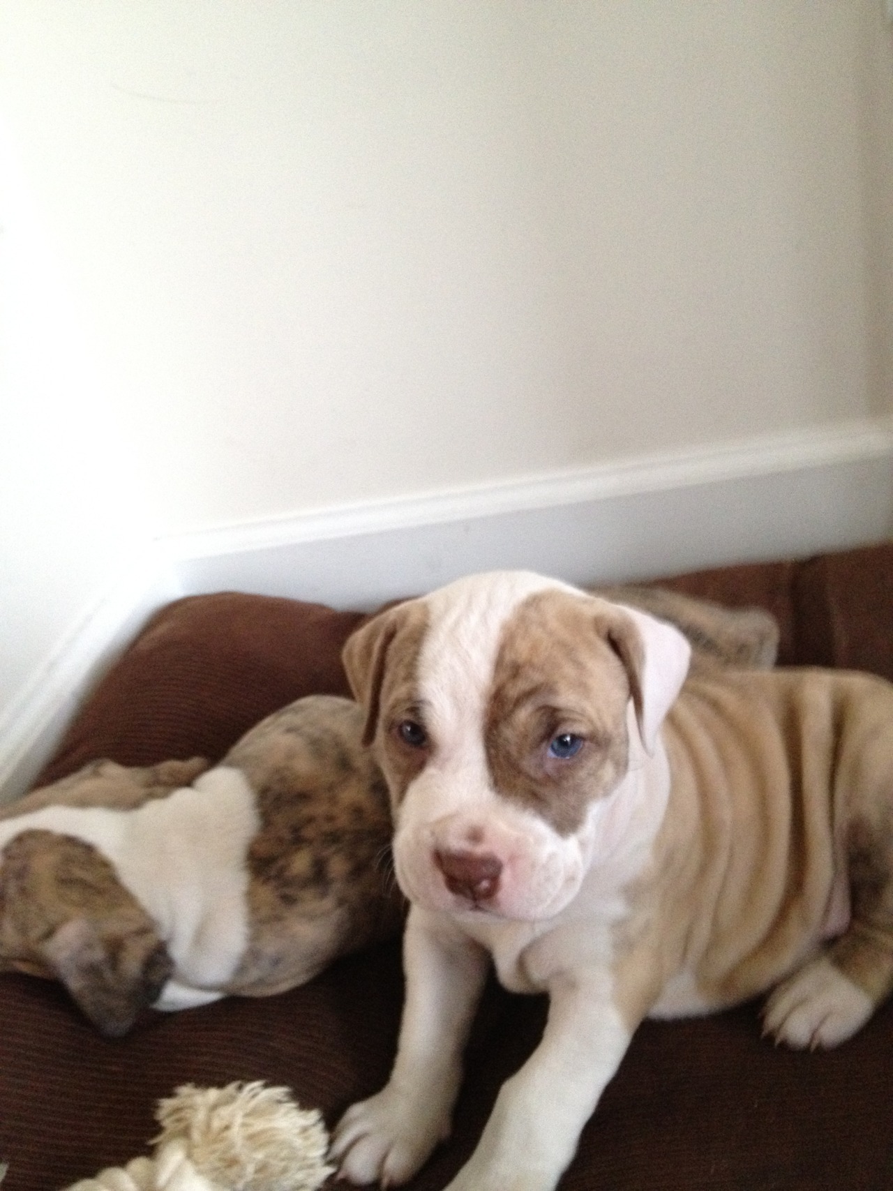 Pitbull Puppies