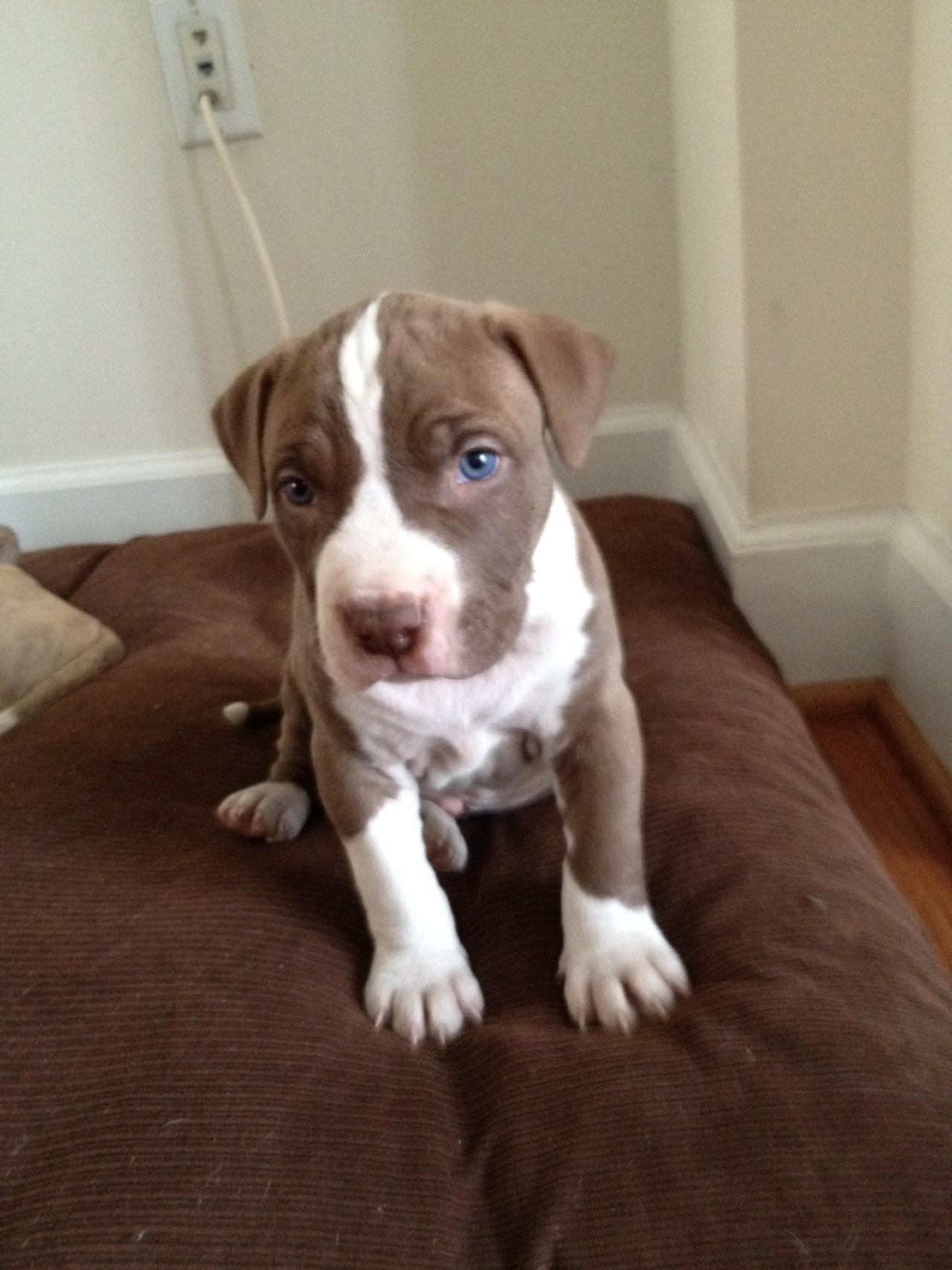 Pitbull Puppies