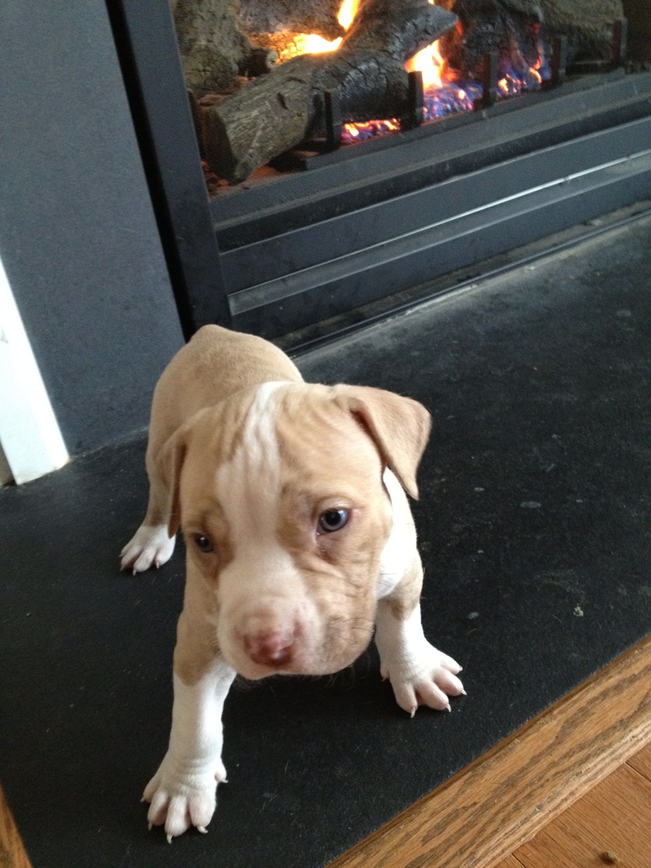 Pitbull Puppies