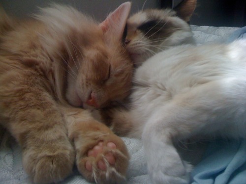 Godric and Anyanka cuddle on my bed.