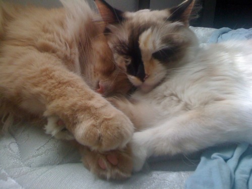 Godric and Anyanka cuddle on my bed.