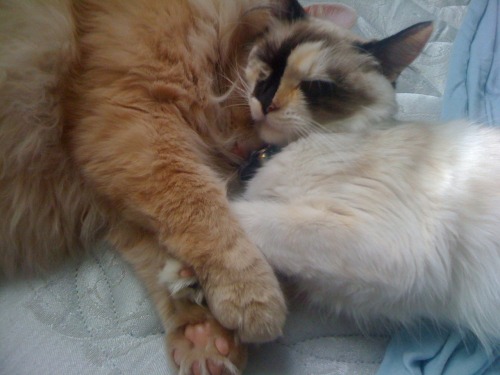 Godric and Anyanka cuddle on my bed.