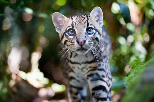 surferdude182:Ocelot (Leopardus pardalis) (by Gio’71)