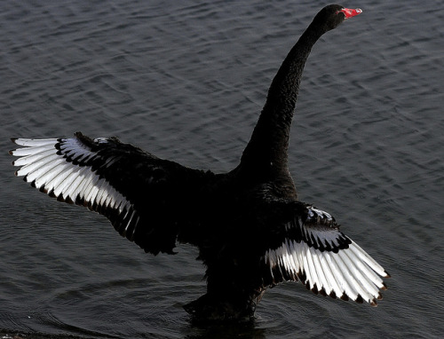 fairy-wren:  black swan (photo by snap decision!) 