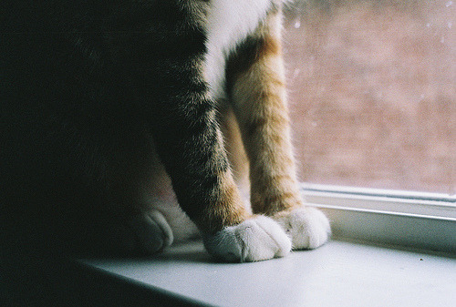 dead-winter:  (by Lauren Bost) 