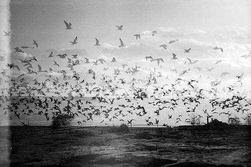 BE FREE