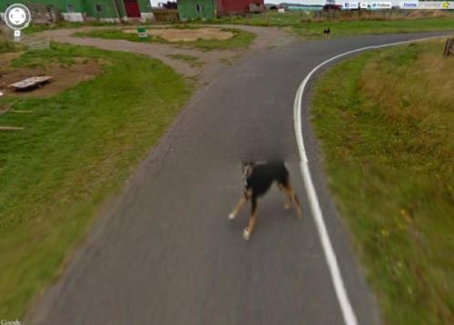 my friend found mapcrunch today AND ALSO A PUPPY frolicking directly in her path