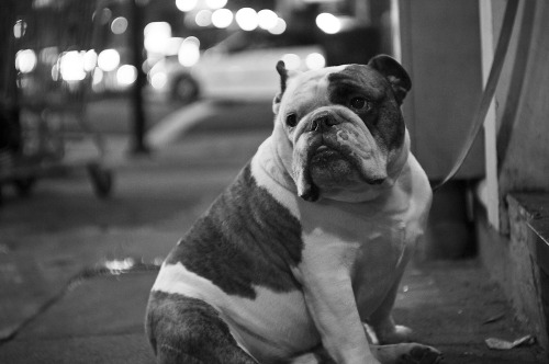 XXX English Bulldog Love photo