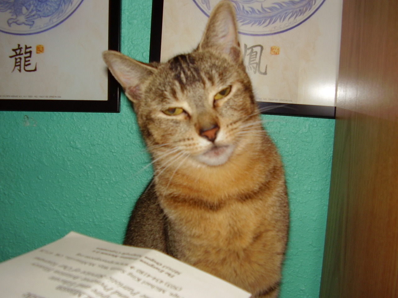 My kitty Hazel  lol how baked is this guy!  
