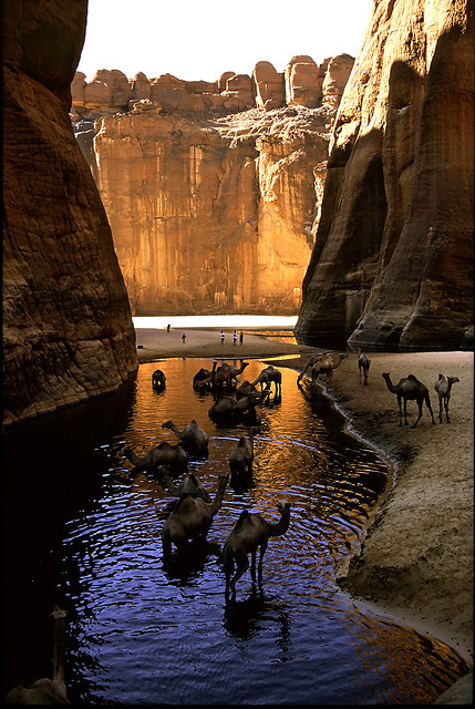 by Fouderg on Flickr. Camels resting in the shadow at Guelta d’Archéï waters in no