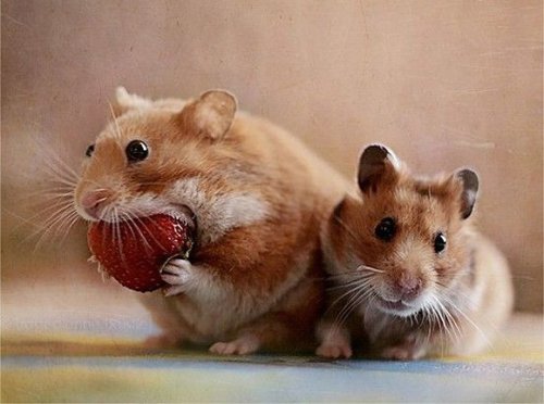 In my MOUF! fuckyeahcuteanimalss: (via Animals that brighten you day - Wall to Watch)