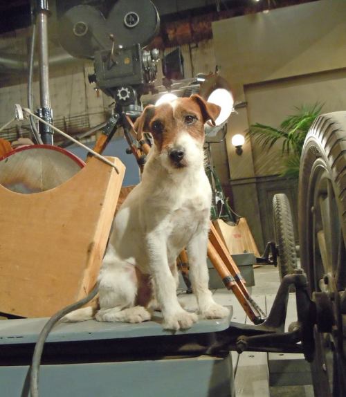 thebigpixture:  Uggie on the set of The Artist…..best actor of the year! 