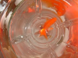 arthurconan:  Marco Evaristti, a Danish shock artist, put seven blenders with goldfish in them at a museum. They were all on and had yellow buttons ready to be pushed. The meaning of the project was to give humans the simple question: Will you kill? 