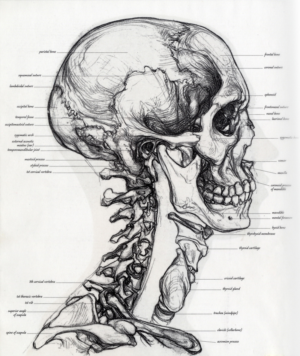 fuckyeahmedicaldiagrams:  Submitted by stramsey. 