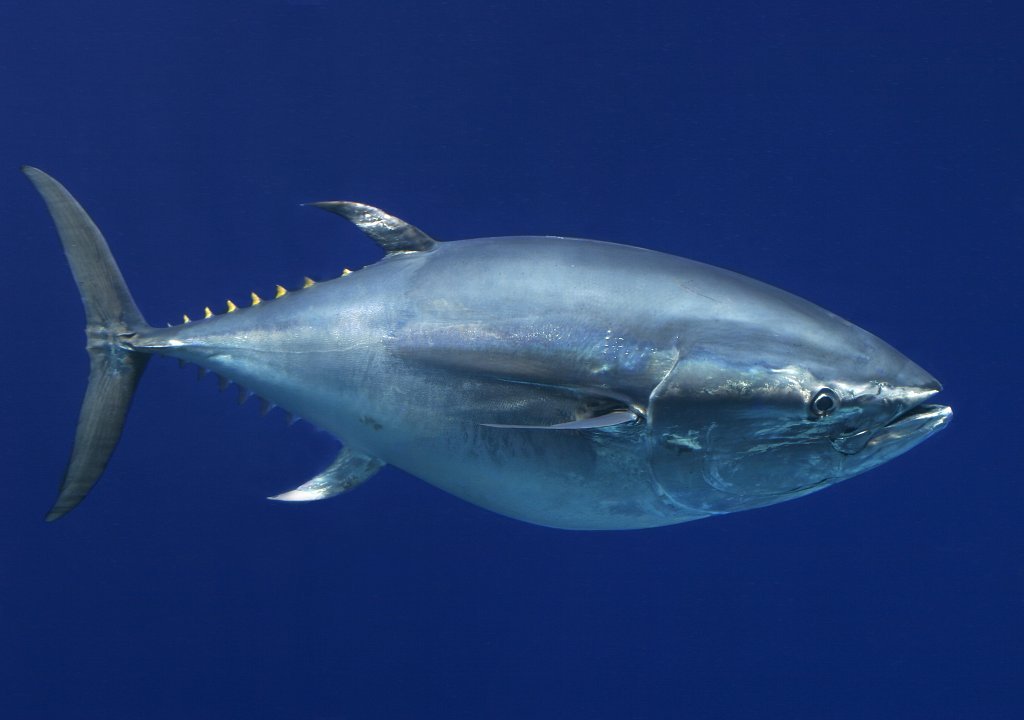 We recently added a bluefin tuna to our renovated Open Sea exhibit–at more than 150 pounds, it’s the largest one we’ve ever moved from our new Animal Research and Care Center (ARCC) in Marina! We also added three yellowfin tuna. Learn more about tuna...