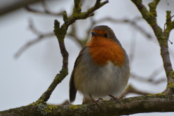 here, have a robin i took a picture of bitches