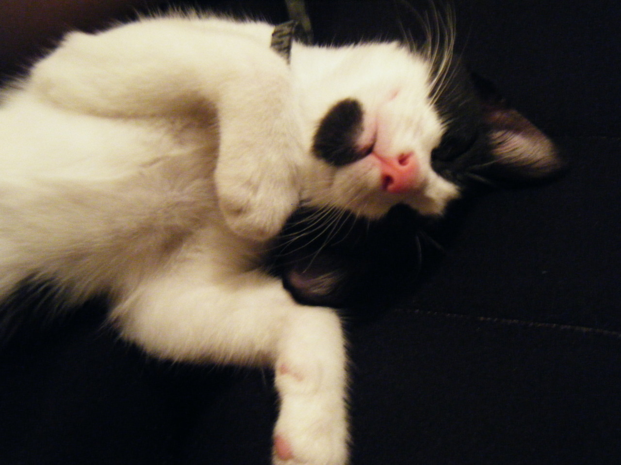 This is my cat Tux. He was only 6 months in that pic.  daww! i like his little beard