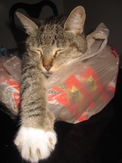 fallopianrhapsody:This is my cat sleeping in a bag of ramen.